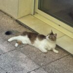 Chat perdu à Joyeuse 07260 : Tessa, Autre