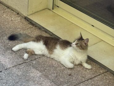 Chat perdu à Joyeuse 07260 : Tessa, Autre