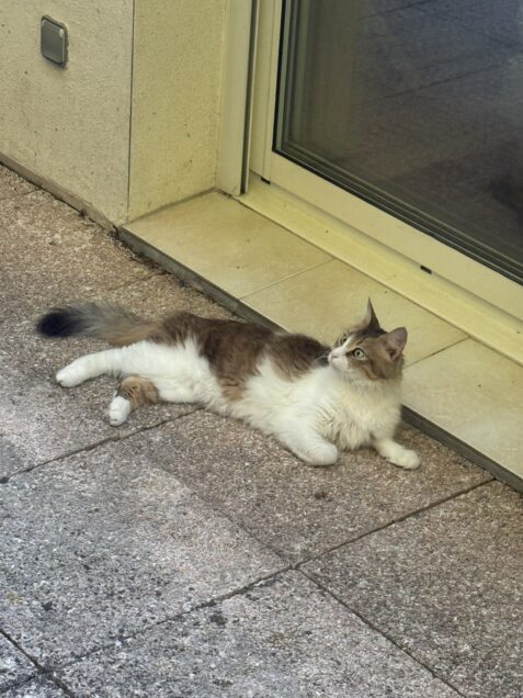 Chat perdu à Joyeuse 07260 : Tessa, Autre