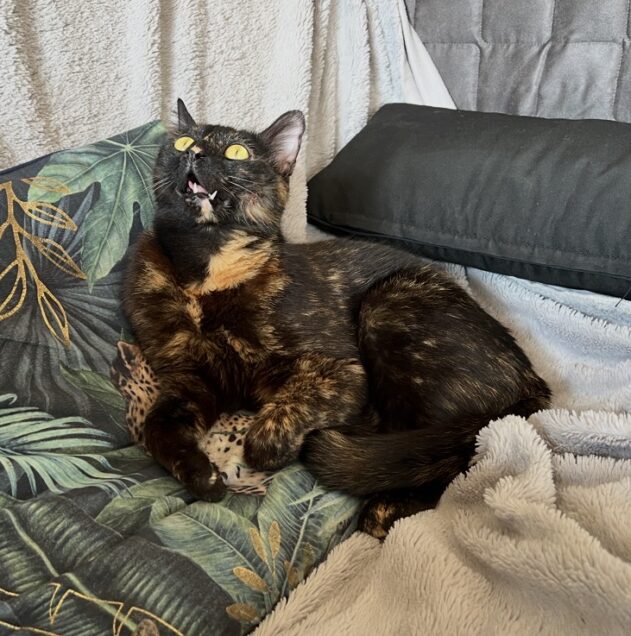 Chat perdu à Itteville 91760 : Pahamu , Européen