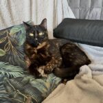 Chat perdu à Itteville 91760 : Pahamu , Européen