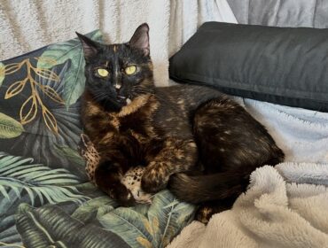 Chat perdu à Itteville 91760 : Pahamu , Européen