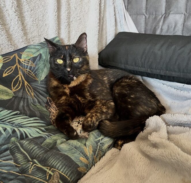 Chat perdu à Itteville 91760 : Pahamu , Européen